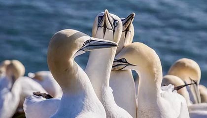 屏幕截图工具WinSnap,好用的截屏软件 绿色单文件版-windows电脑专用